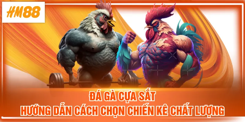 Đá gà cựa sắt