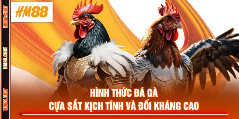 Hình thức đá gà cựa sắt kịch tính và đối kháng cao