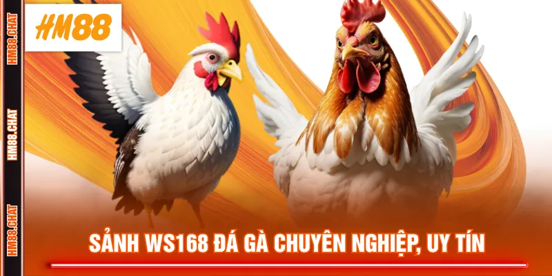 Sảnh WS168 đá gà chuyên nghiệp, uy tín