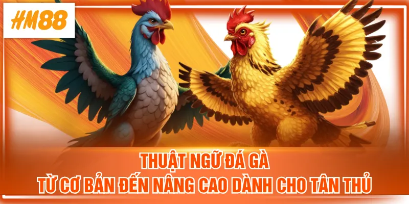 Thuật ngữ đá gà