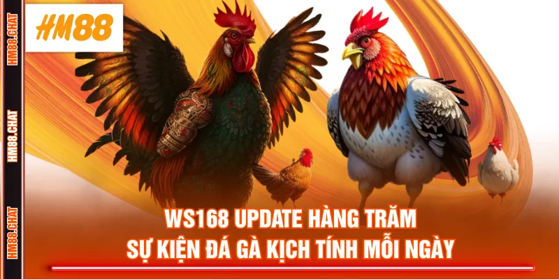 WS168 update hàng trăm sự kiện đá gà kịch tính mỗi ngày
